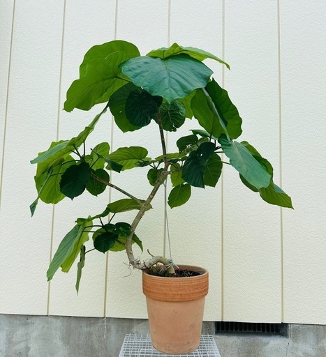 ウンベラータ 観葉植物