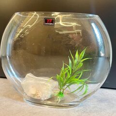 【0円でもらってください】金魚鉢 平面ガラス アクアリウム