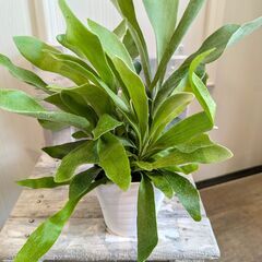 《観葉植物》 コウモリラン「ネザーランド」　3.5号