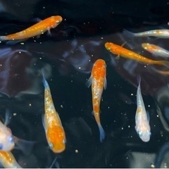 王華　即戦力の産卵サイズ！　※完売　メダカの画像