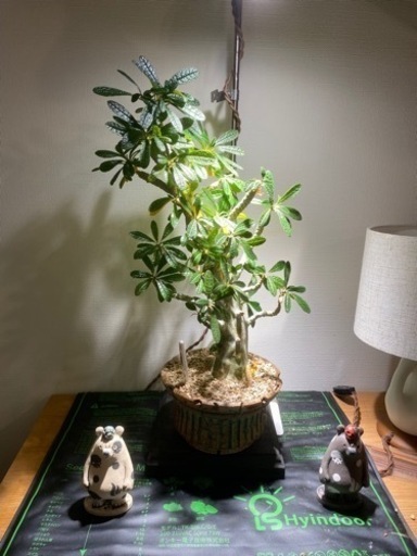 特大ドルステニアギガス