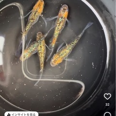 フォロワー記念　先着10名オール1000メダカの画像