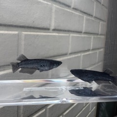 フォロワー記念　先着10名オール1000メダカの画像