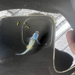 フォロワー記念　先着10名オール1000メダカの画像