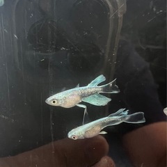 フォロワー記念　先着10名オール1000メダカの画像