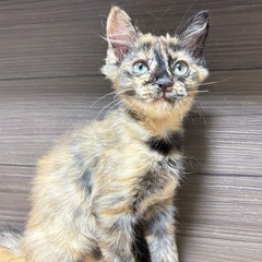 保護猫ちゃんの里親さんを募集中！！！