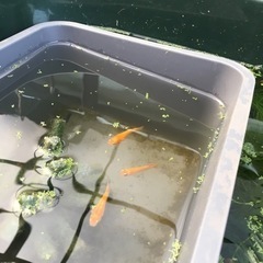 めだか　若魚　各種の画像