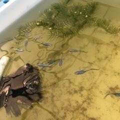 めだか　若魚　各種の画像
