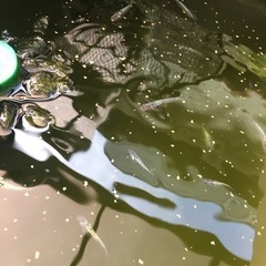 めだか　若魚　各種の画像