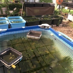めだか　若魚　各種の画像