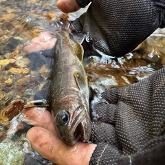 渓流釣り、キノコや山菜仲間 − 長野県