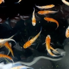 王華　即戦力の産卵サイズ！　※完売　メダカの画像