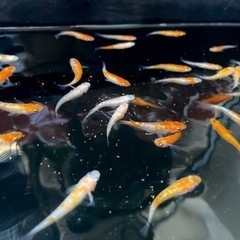 王華　即戦力の産卵サイズ！　※完売　メダカの画像