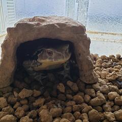 カエルの引き取り