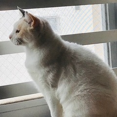 静かな「とわ」さん❣️大人ネコです。