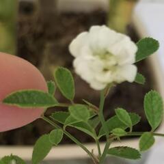 ①🌿植物色々セット🌿の画像