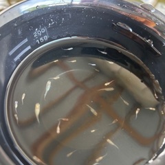 [メダカ]  ユリシスの稚魚