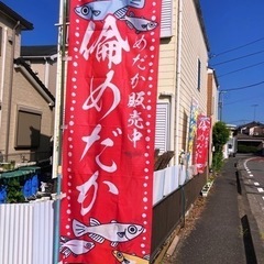 ７月26日、27日上溝祭りめだかすくいの画像