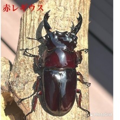 赤レギウスオオツヤクワガタ　雄　