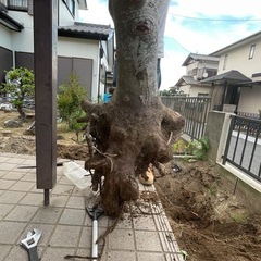 抜根した木