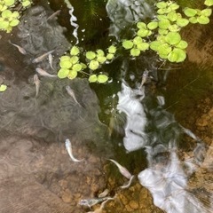 改良メダカ‼️ラメ入り多いです