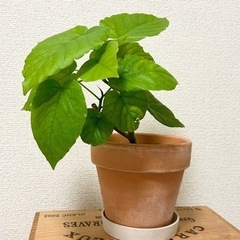 【11月末まで】フィカス・ウンベラータ 抜き苗