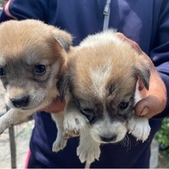 賢い雑種の男の子　仔犬　簡単な住所必須