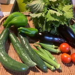 夕採れ無農薬夏野菜セット