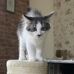 かわいい長毛男子😸7/27,28譲渡会参加予定