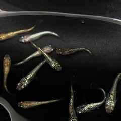 ラメメダカ10匹程の画像