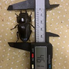 ペアリング時期になりました！🉐オオクワガタ　ペア（♂76mm程度、♀46mm程度）久留米血統の画像
