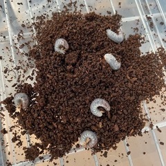 ヘラクレスオオカブト幼虫　血統あり　ヘラクレス　DHヘラクレス　...