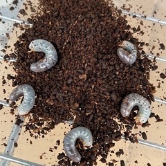 ヘラクレスオオカブト幼虫　血統あり　ヘラクレス　DHヘラクレス　ヘラクレスオオカブトの画像