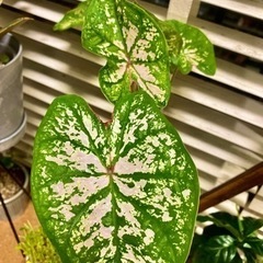 観葉植物　カラジウム ピンクスプラッシュの画像