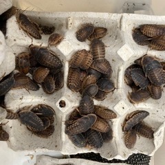 デュビア100匹お譲りします