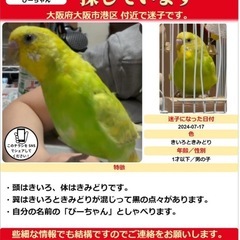 セキセイインコ　きいろきみどり　探しています。