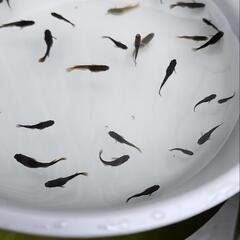 メダカ　黑天幻龍　10匹