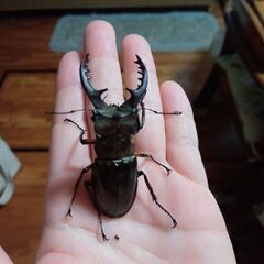 ミヤマクワガタ雄6cm+雌2匹