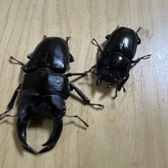 オオクワガタ　奈良輪川西　初令幼虫5頭①