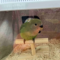 コザクラインコ(性別不明)1ヶ月〜1ヶ月半 里親様募集しています。