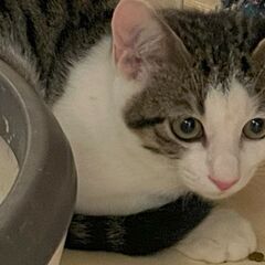 兄弟で保護されたオス猫しおんくん（情報更新）