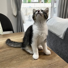トライアル中　長毛モフモフ　ゴンちゃん - 猫