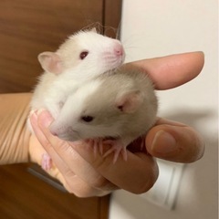 ファンシーラット　🌻夏休み特別価格🌻