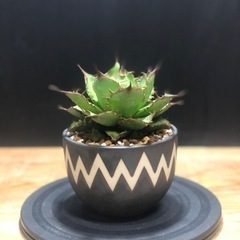 アガベ 台湾株 魚刺 fish spine バリエム 鉢 付き