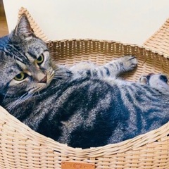 美品★猫用カゴベッドの画像