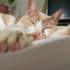 保護猫