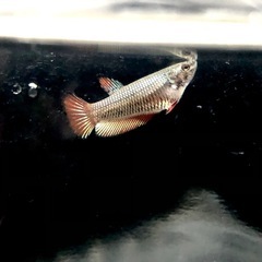 ⑤ベタ(メス)