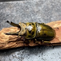 ババオウゴンオニクワガタ　単orペア