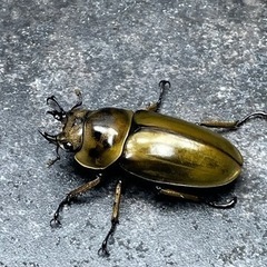 ババオウゴンオニクワガタ　単orペアの画像