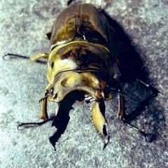 ババオウゴンオニクワガタ　単orペアの画像
